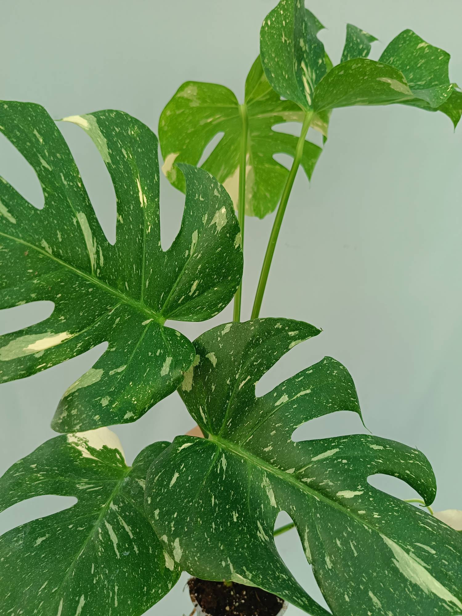 Monstera Thai Constellation
