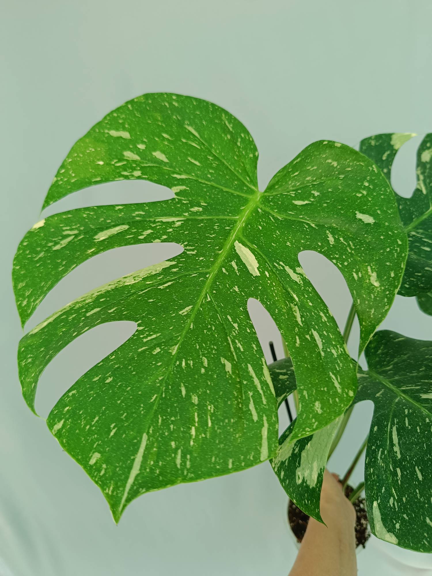 Monstera Thai Constellation