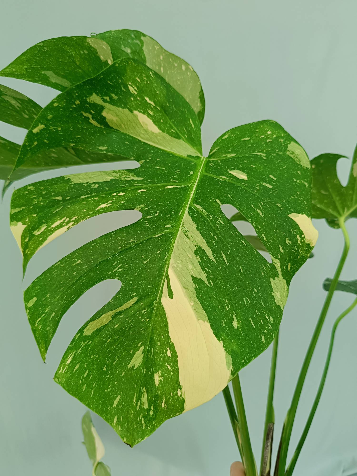 Monstera Thai Constellation