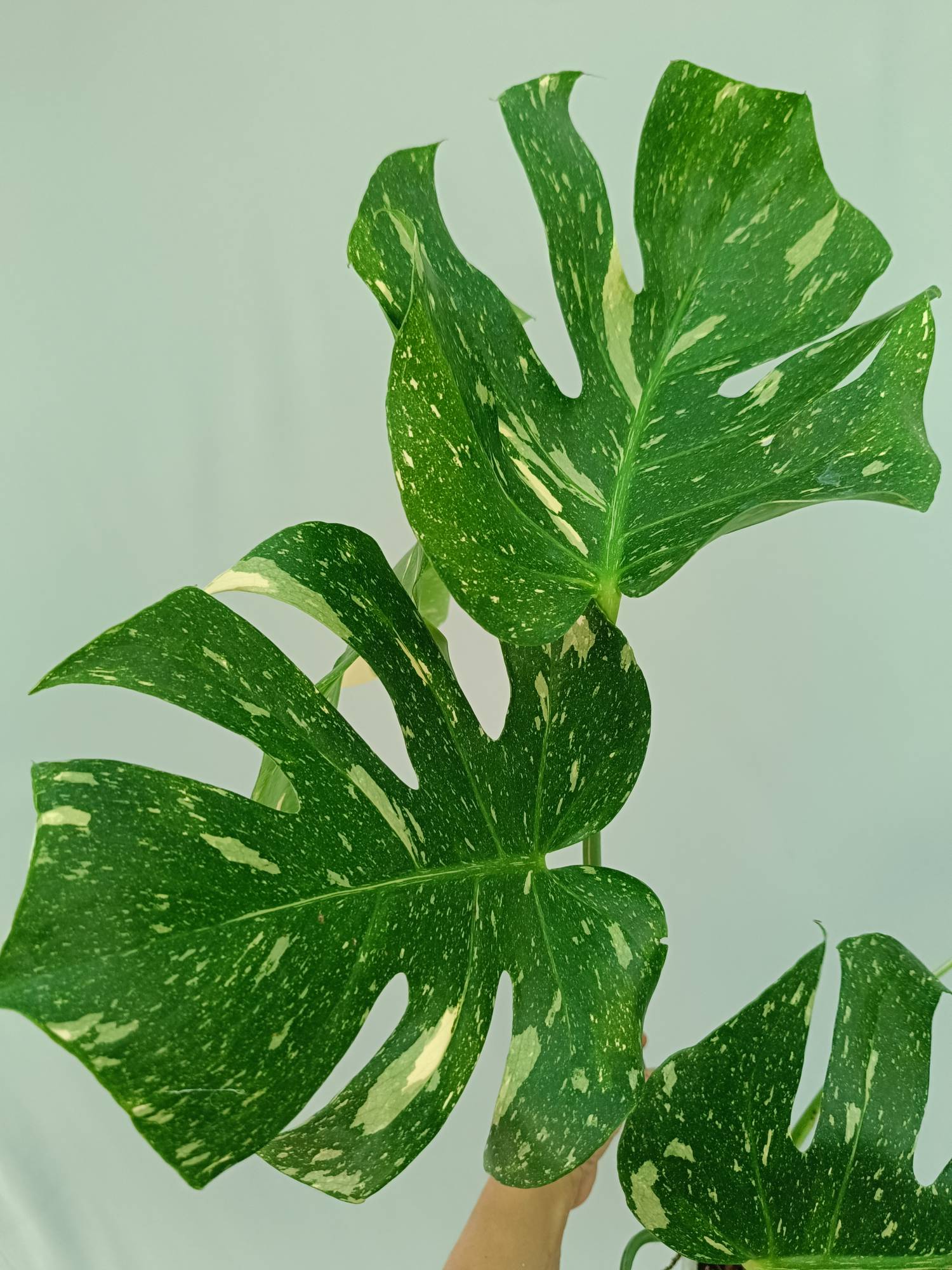 Monstera Thai Constellation