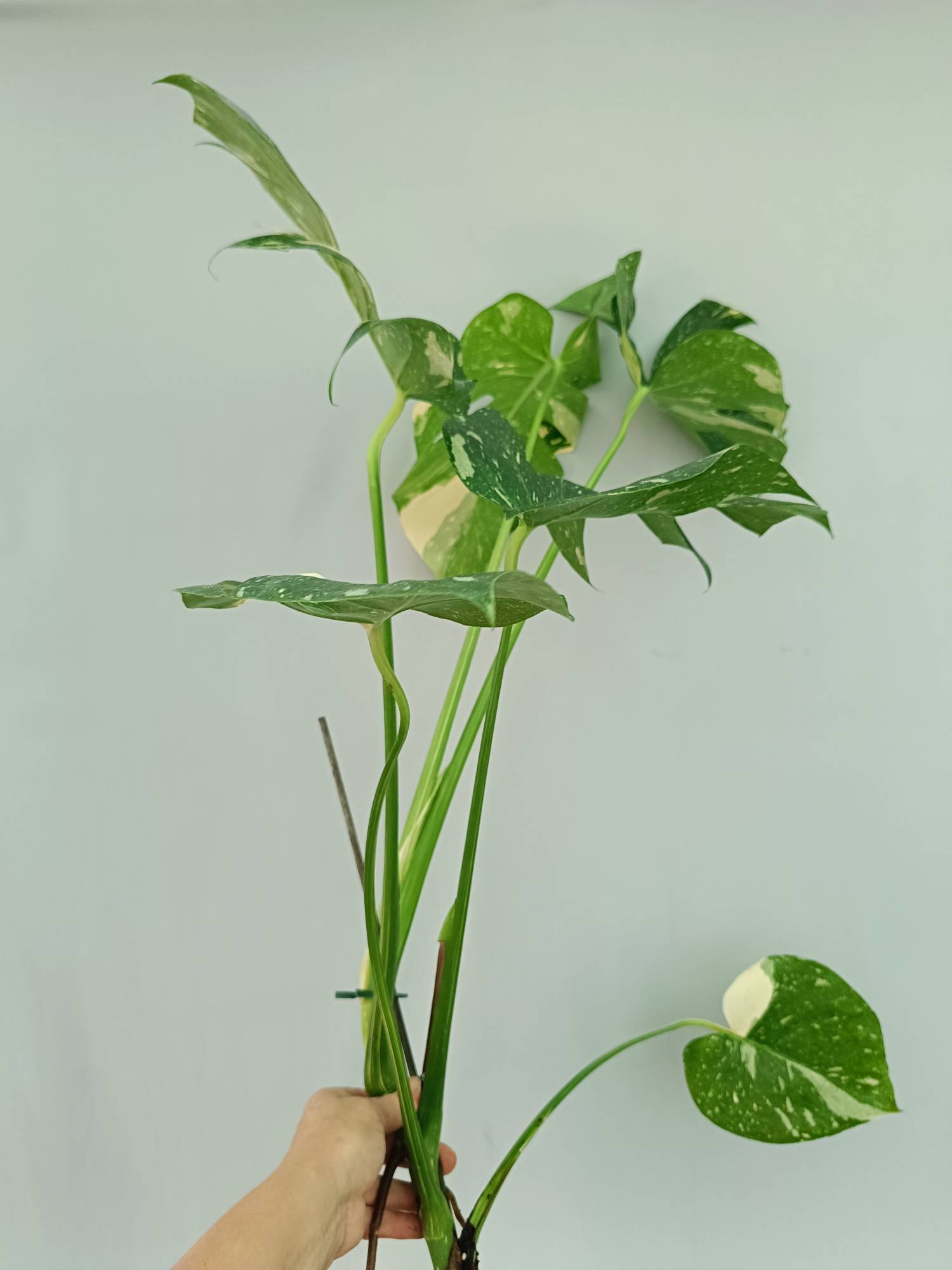 Monstera Thai Constellation