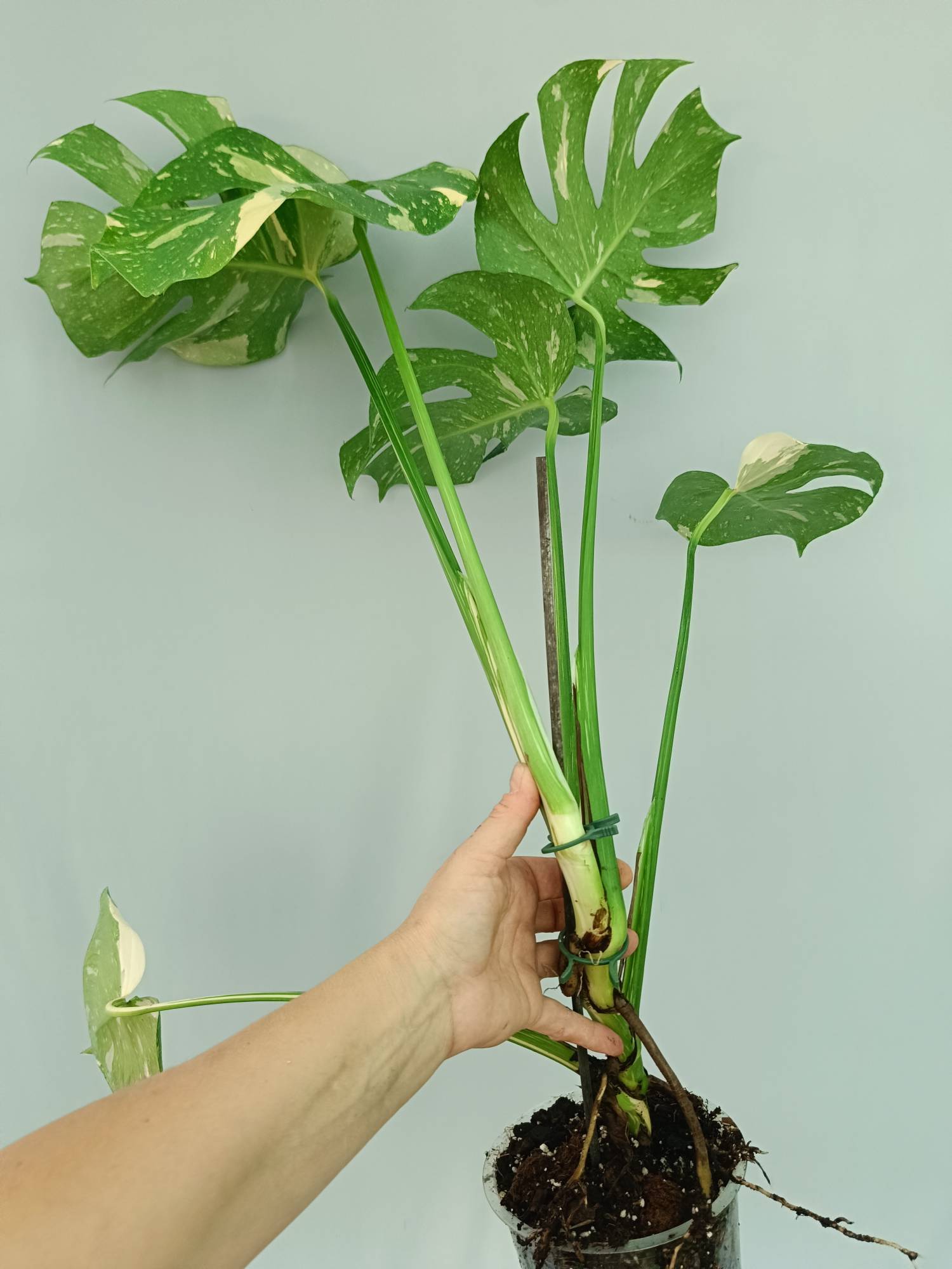 Monstera Thai Constellation