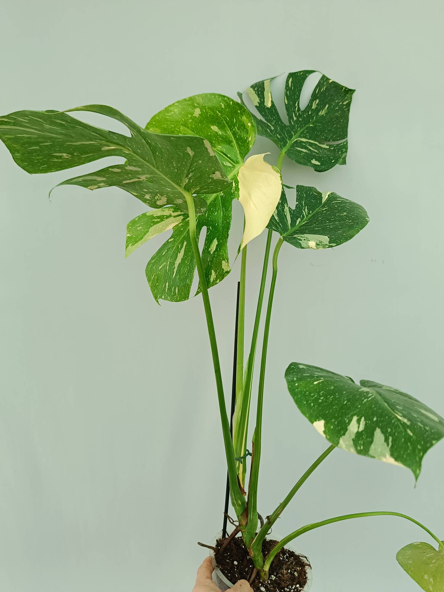Monstera Thai Constellation