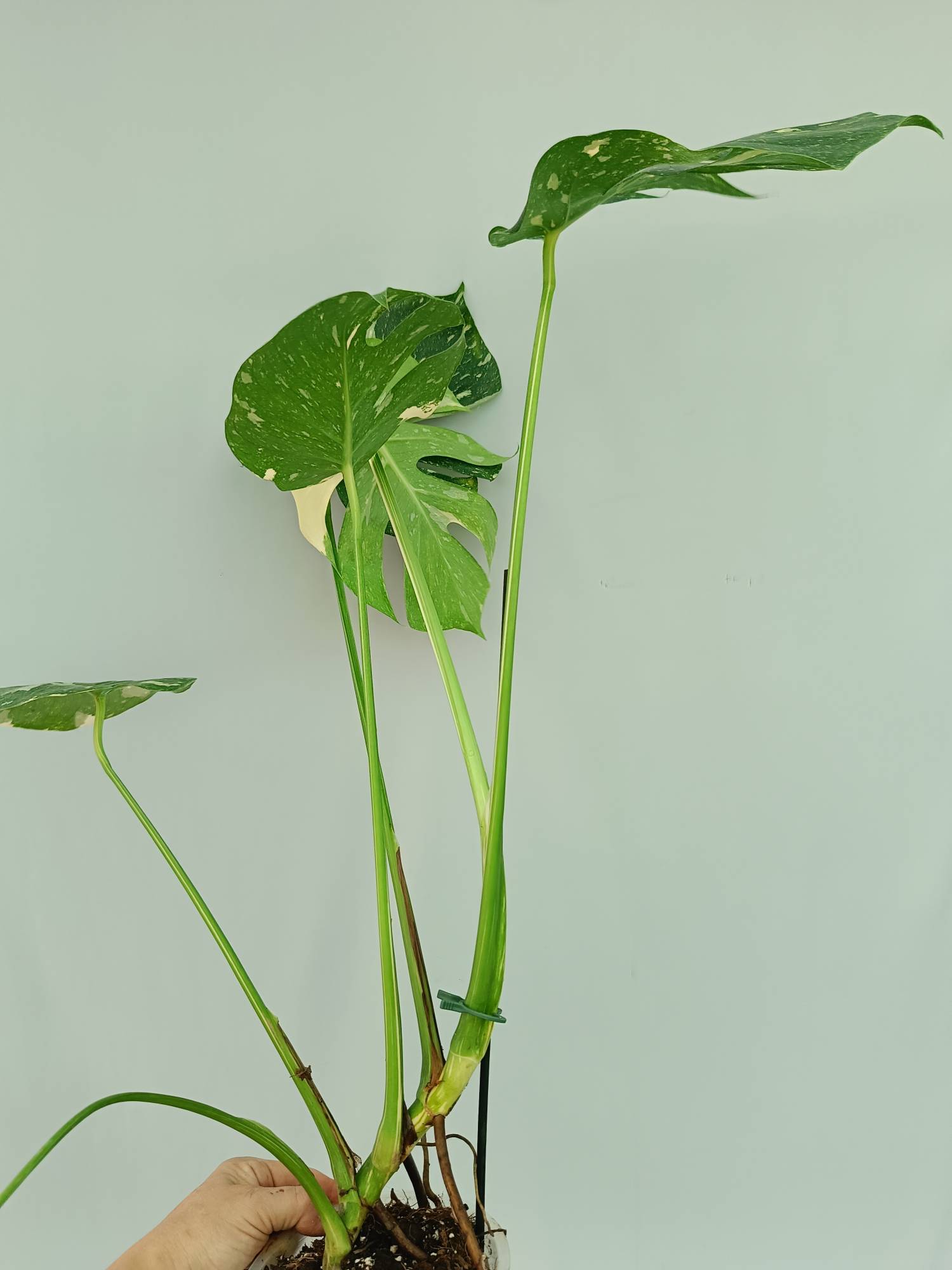 Monstera Thai Constellation