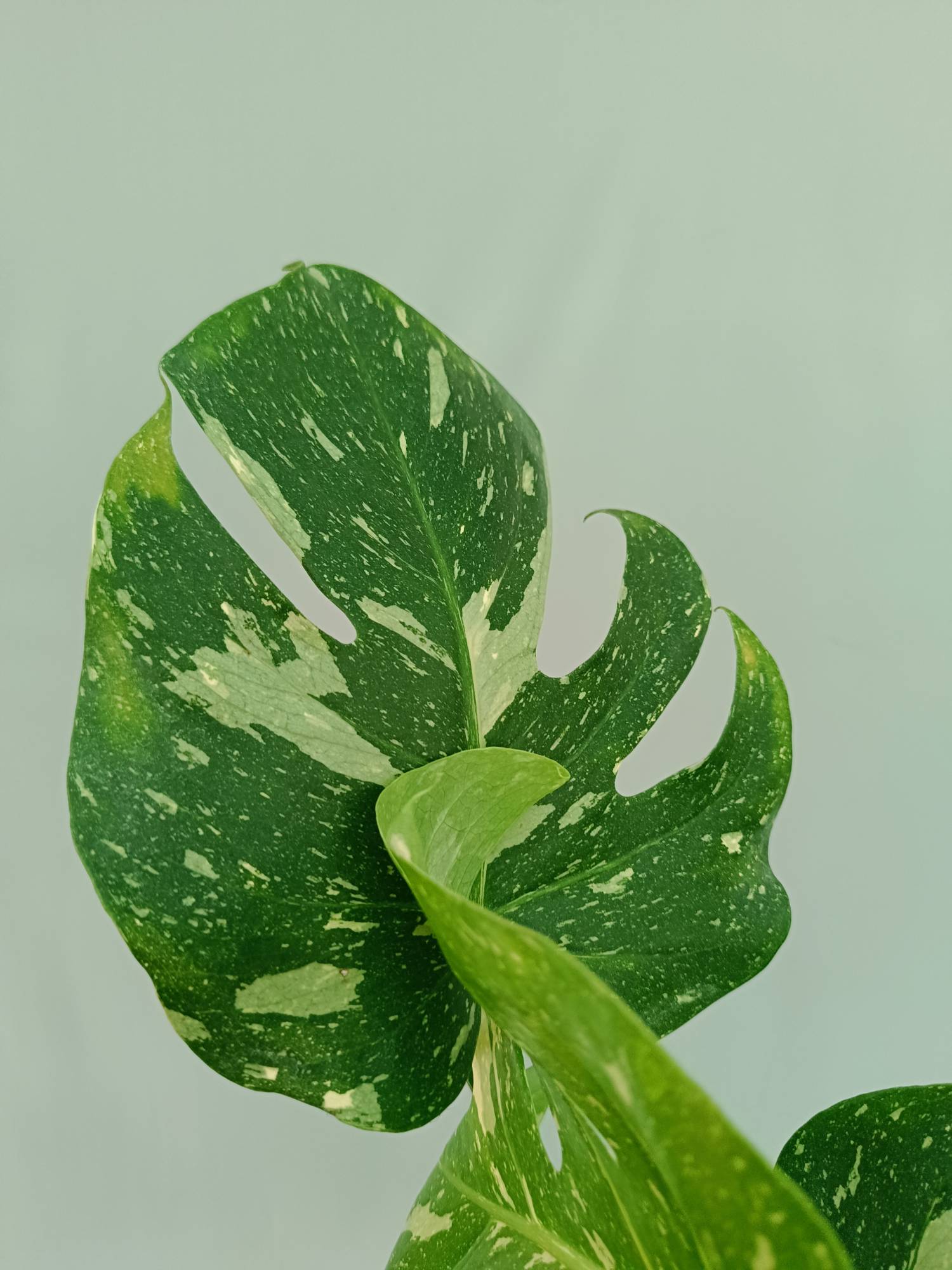 Monstera Thai Constellation