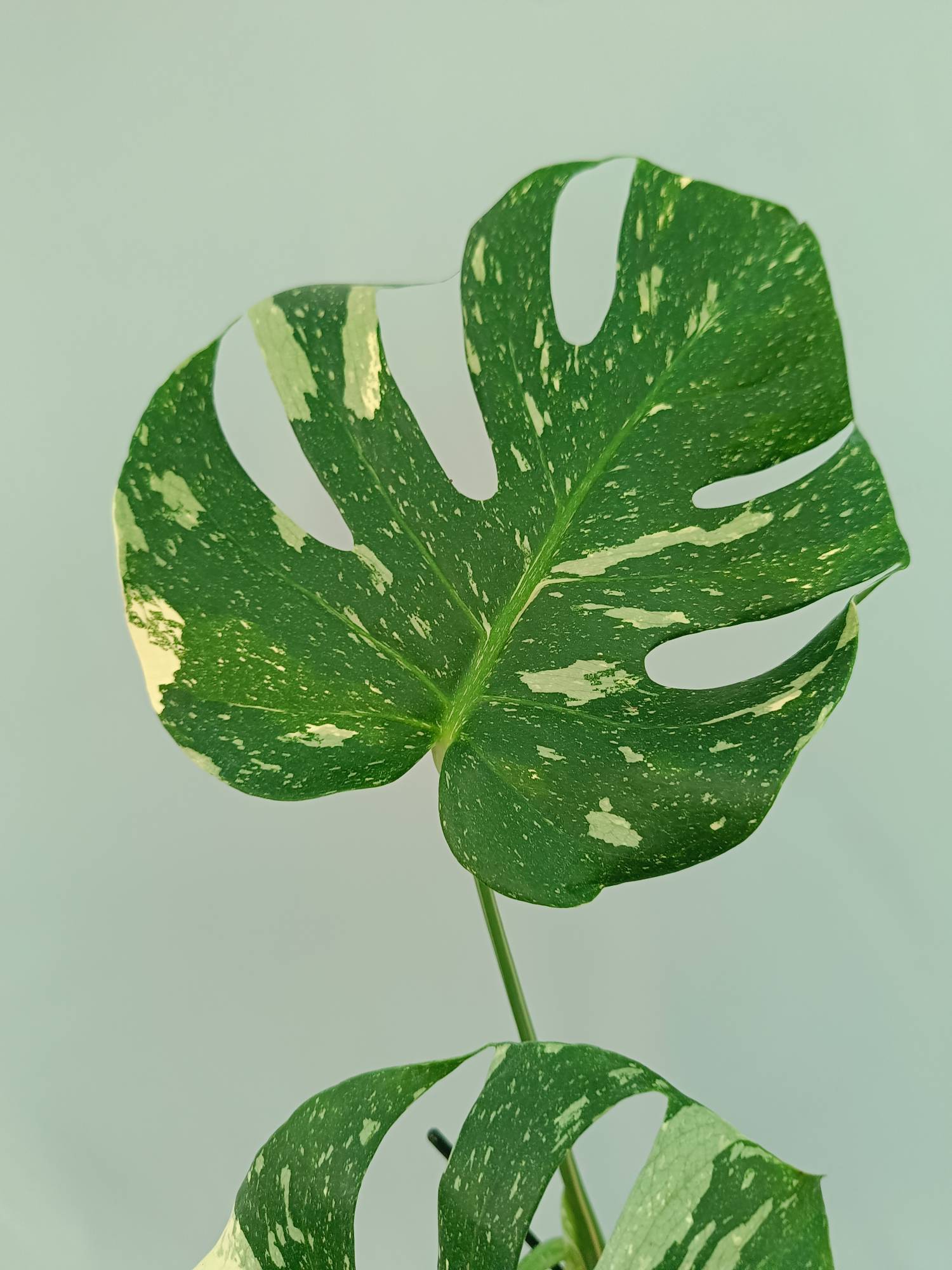 Monstera Thai Constellation