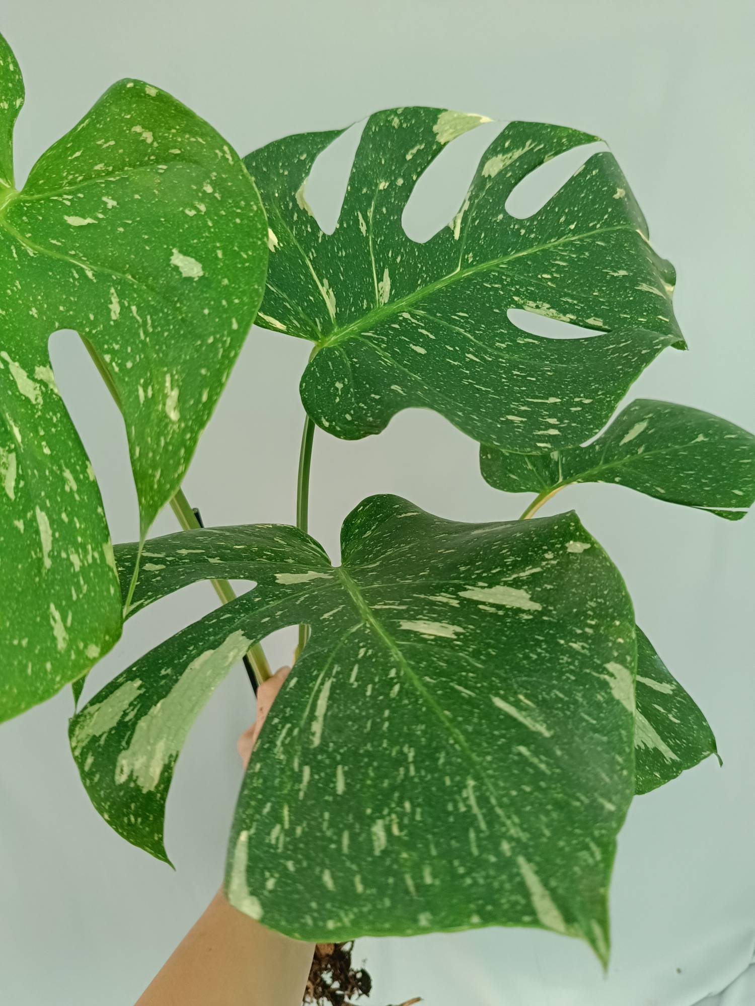 Monstera Thai Constellation