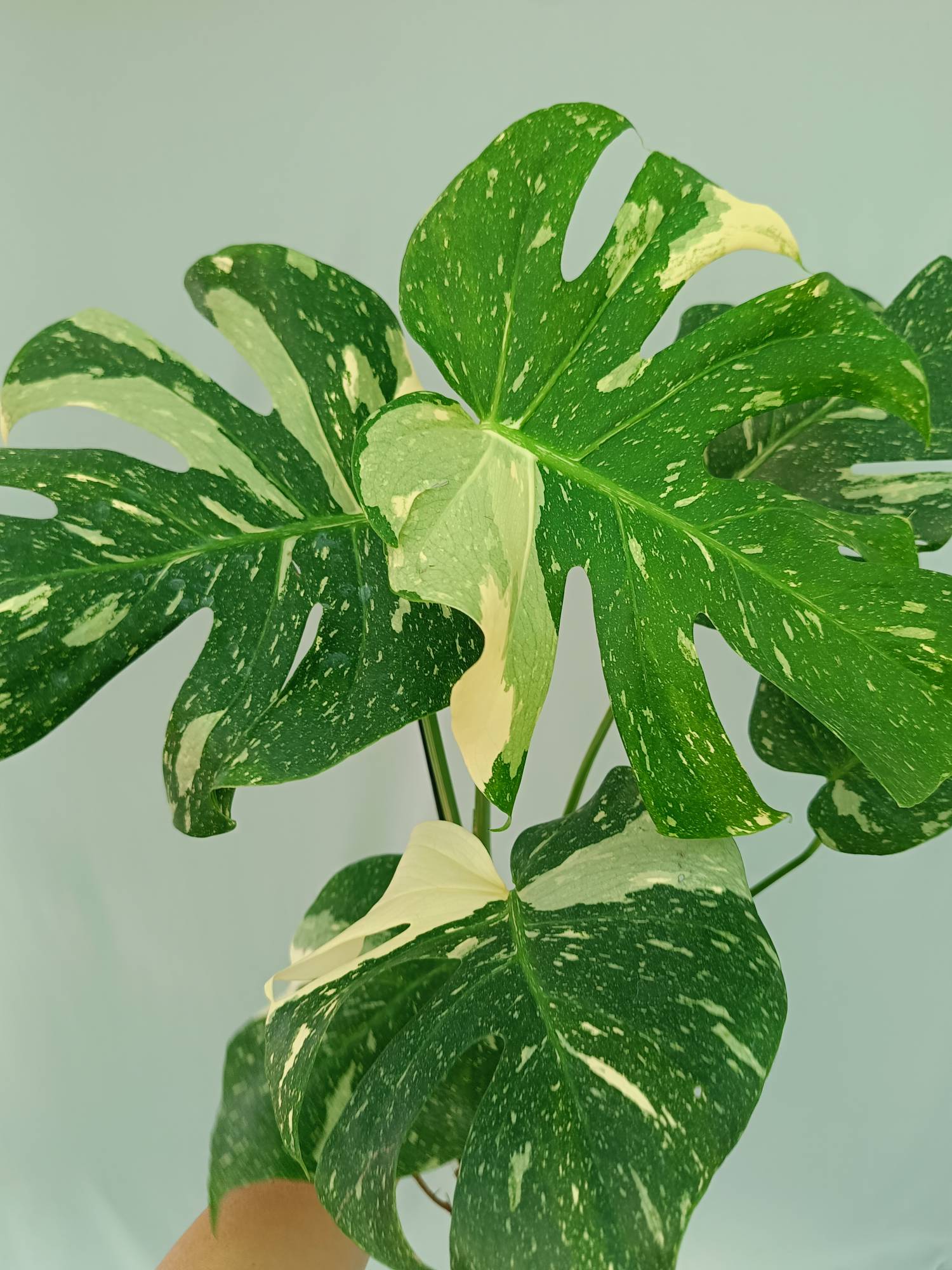 Monstera Thai Constellation