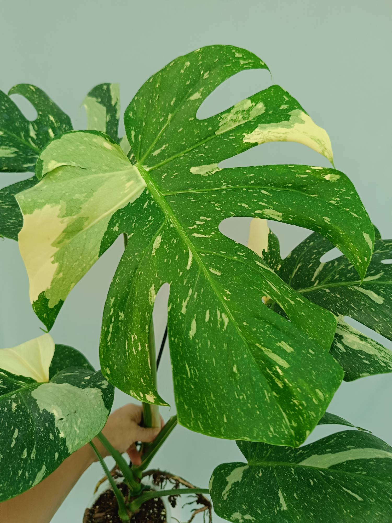 Monstera Thai Constellation