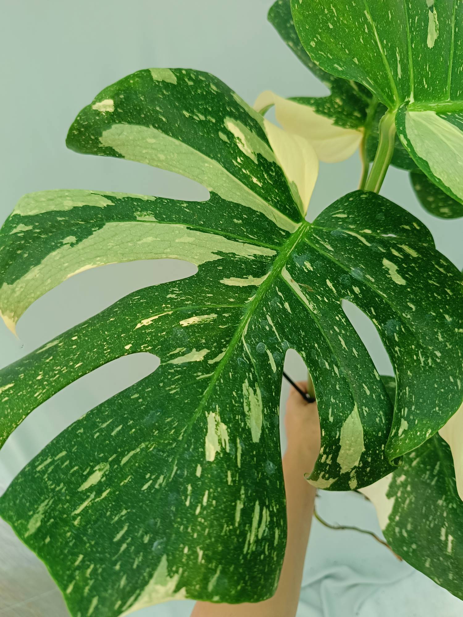 Monstera Thai Constellation