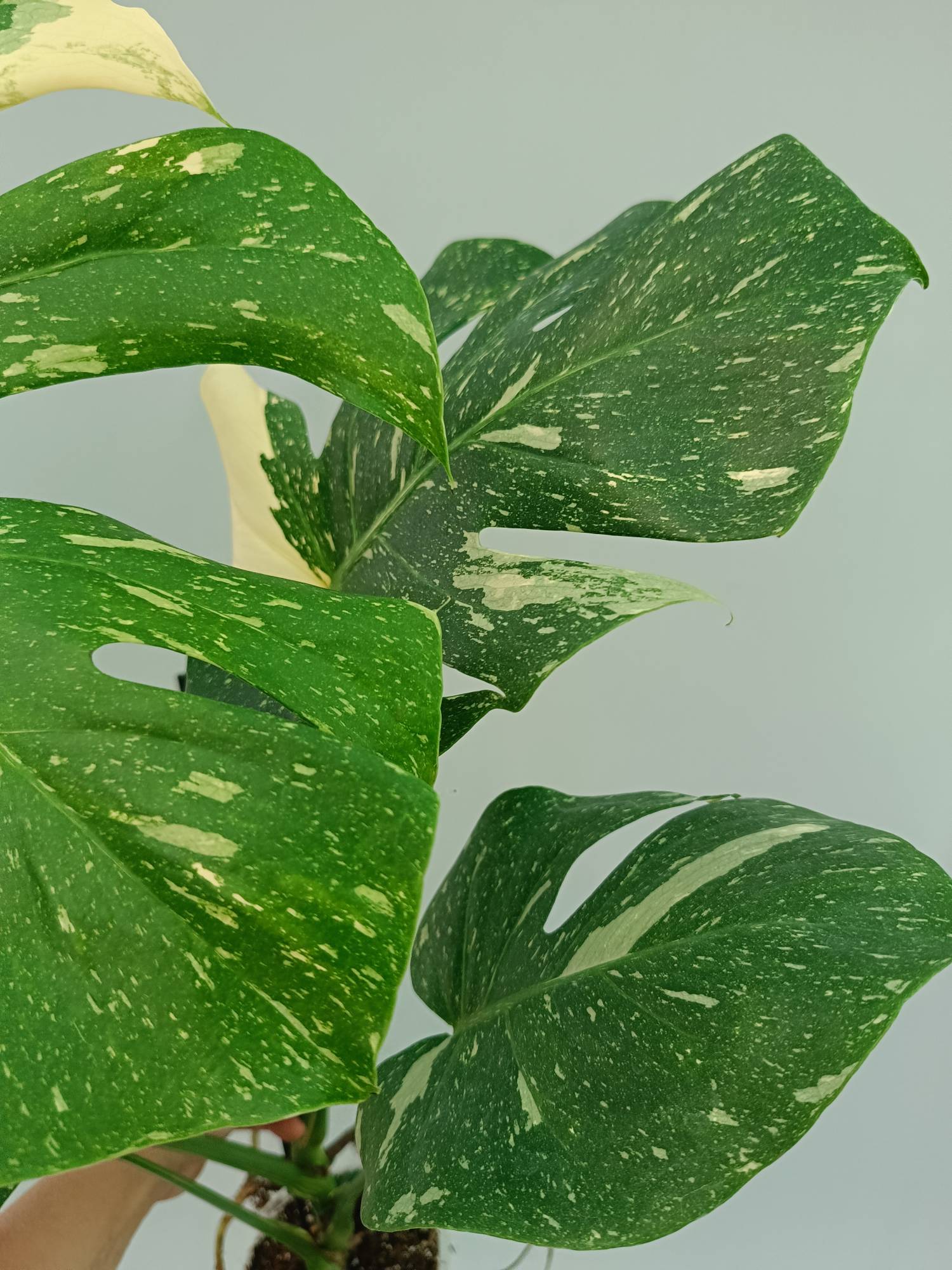 Monstera Thai Constellation