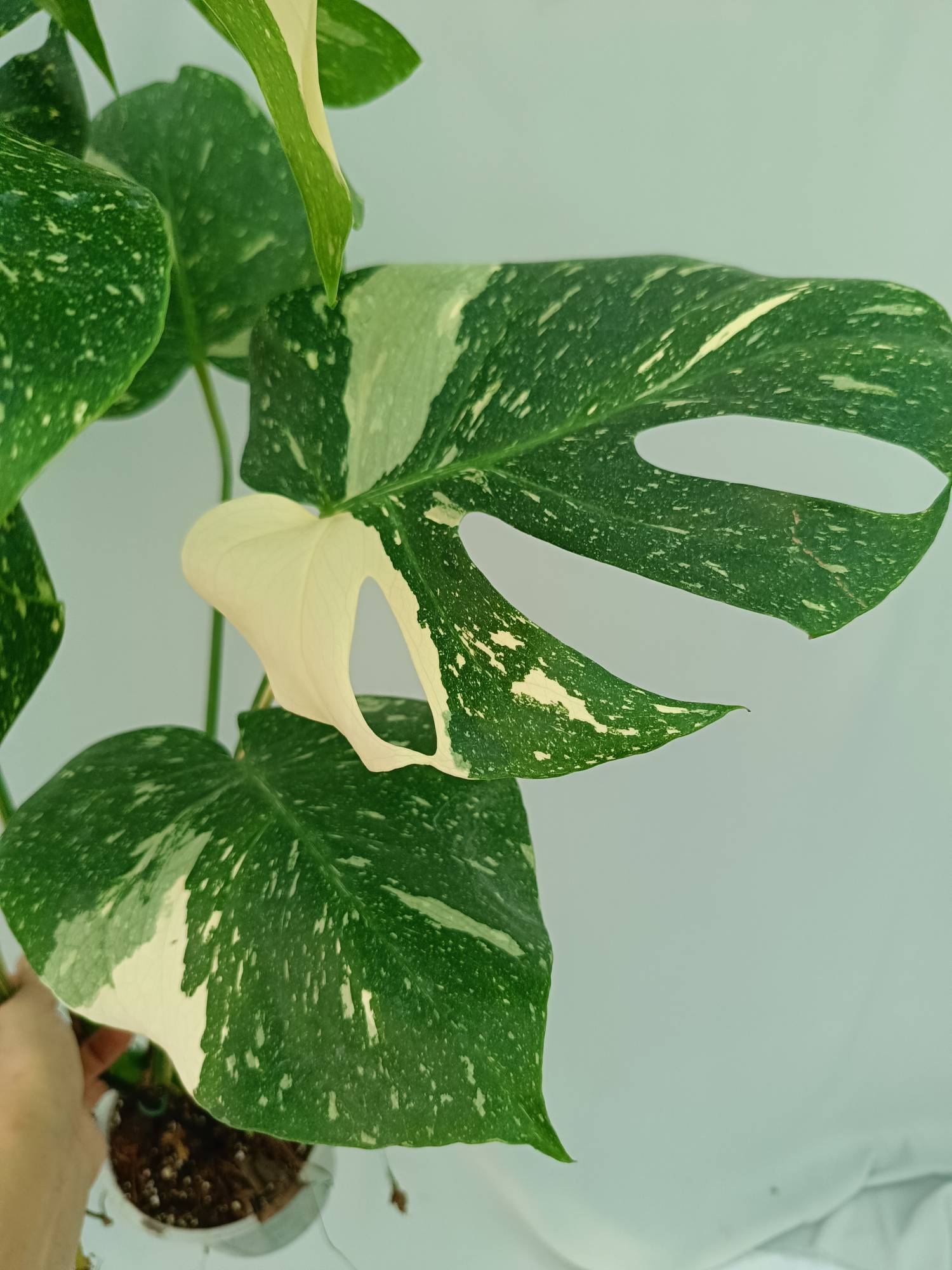 Monstera Thai Constellation