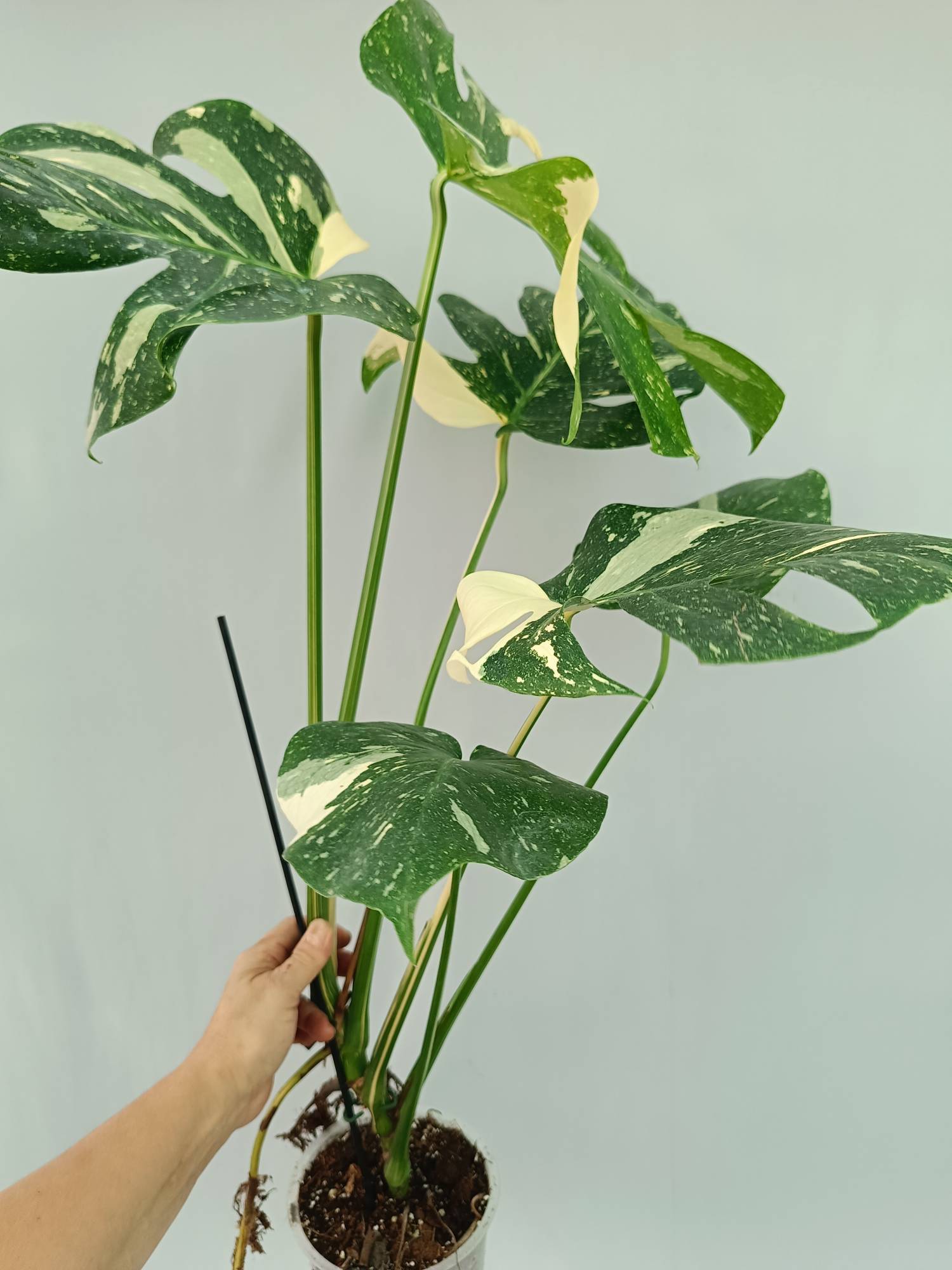 Monstera Thai Constellation