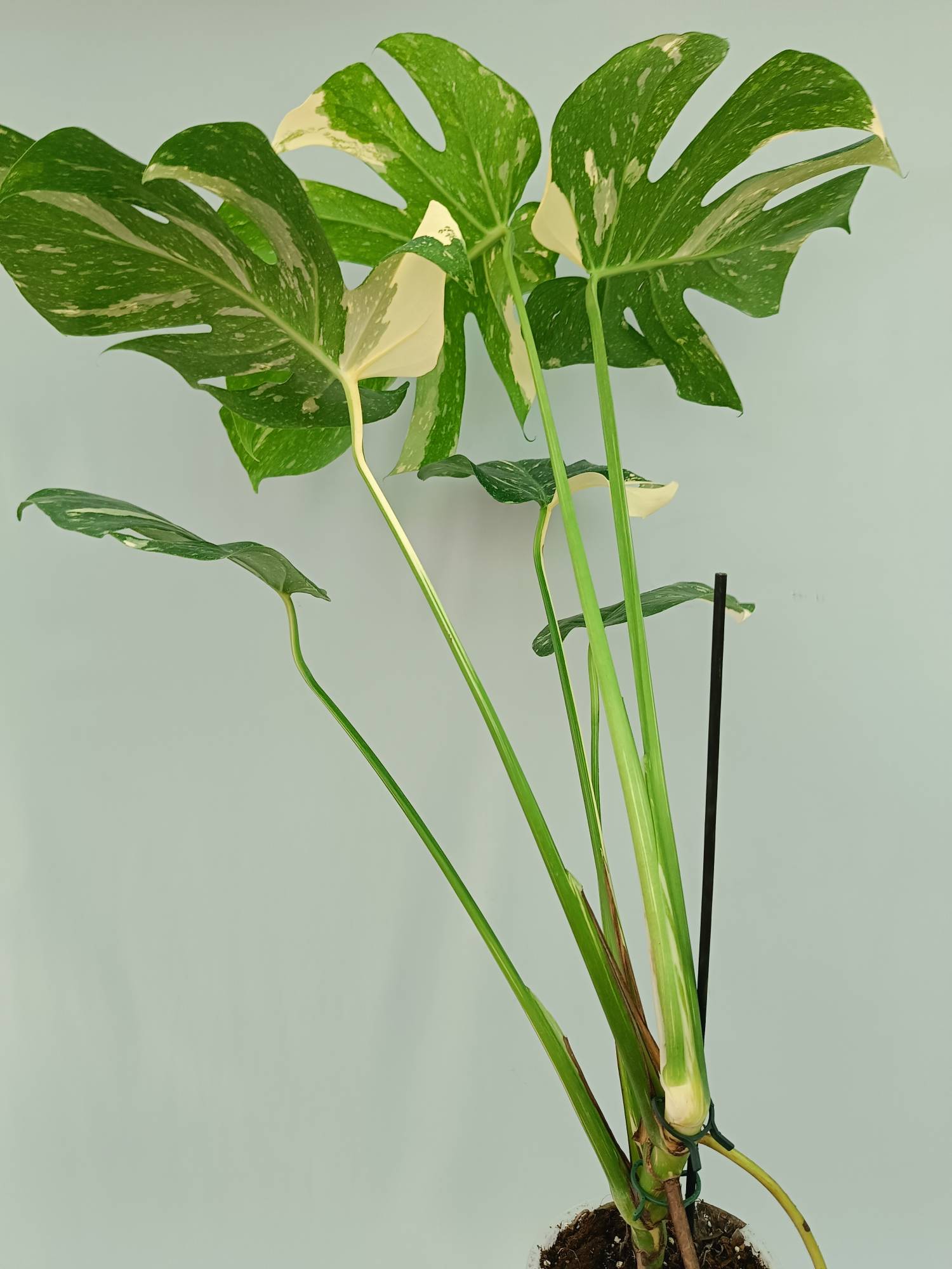 Monstera Thai Constellation