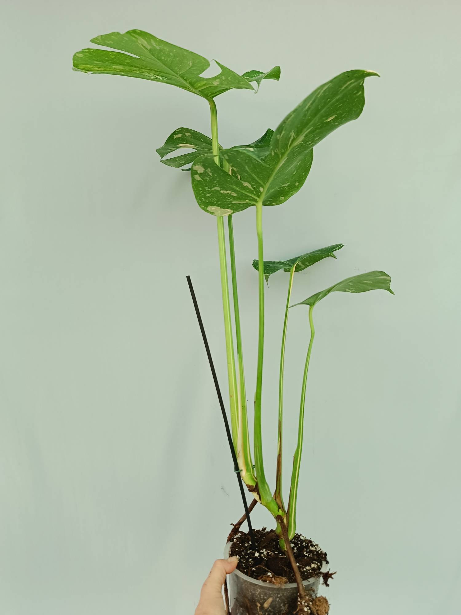 Monstera thai constellation XL