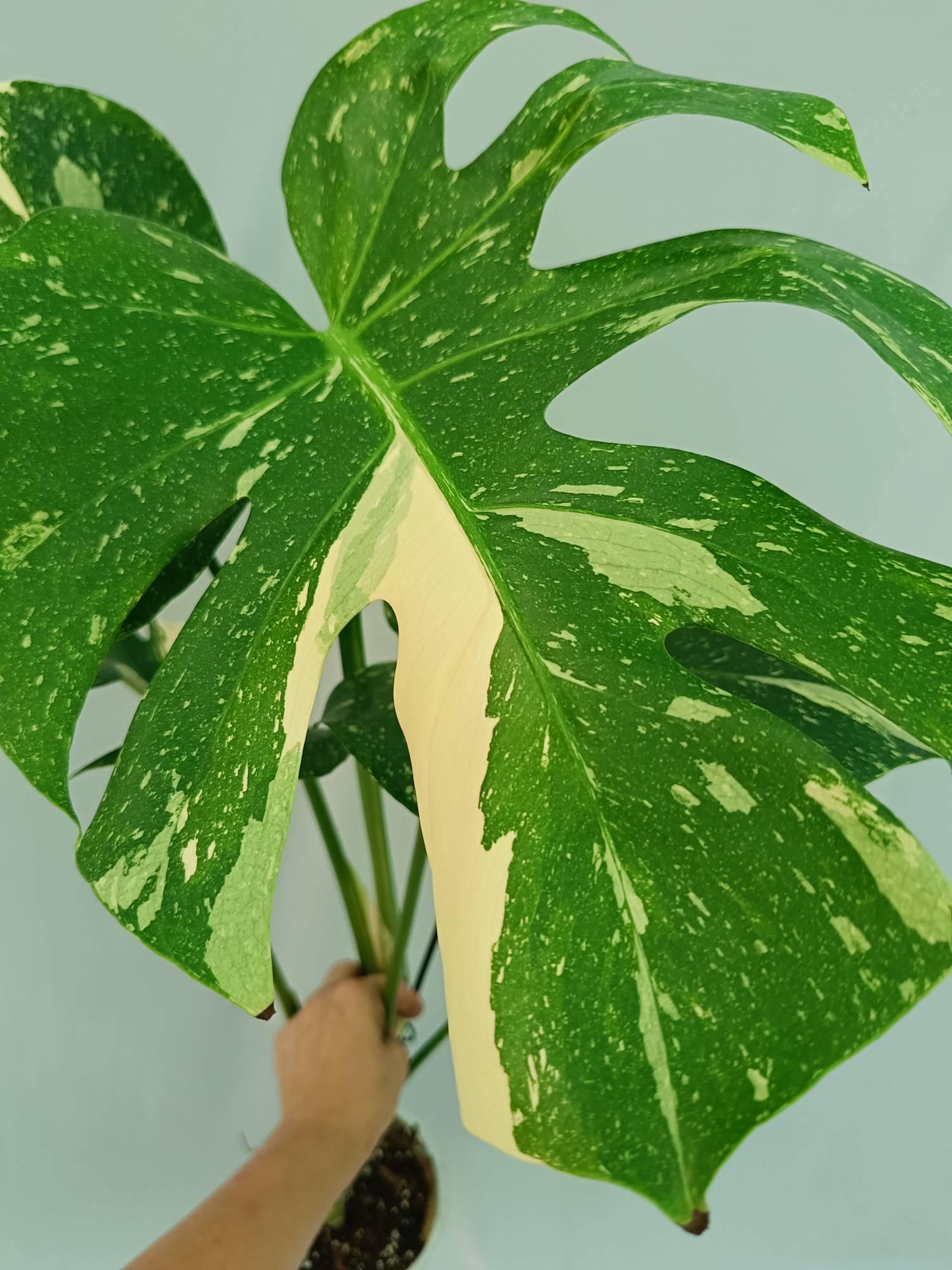 Monstera Thai Constellation