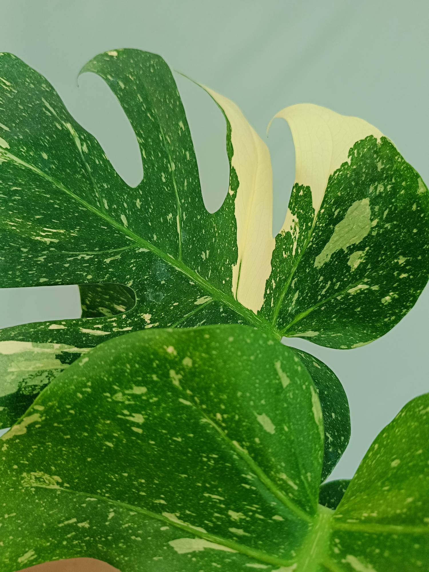 Monstera Thai Constellation