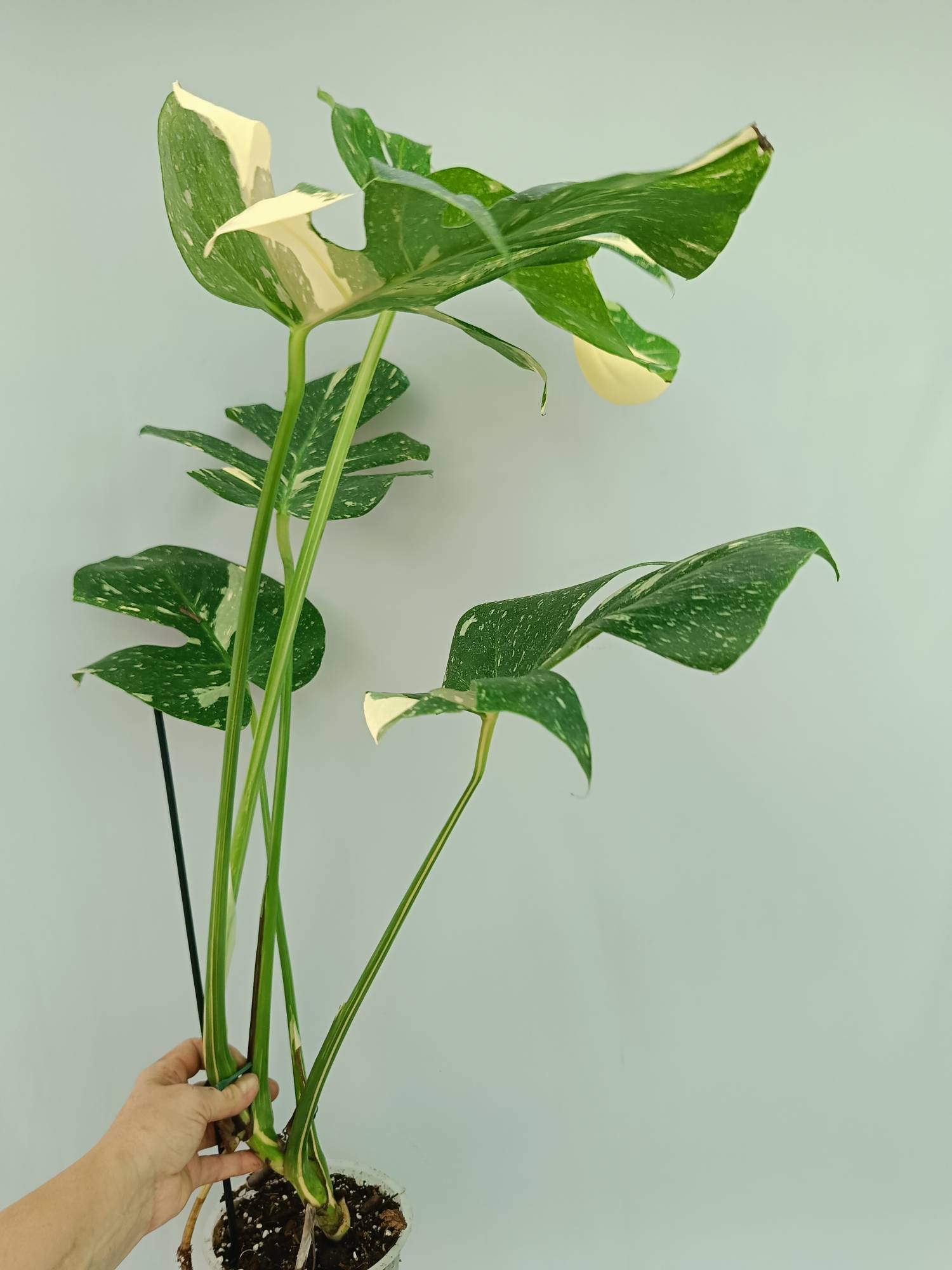 Monstera Thai Constellation
