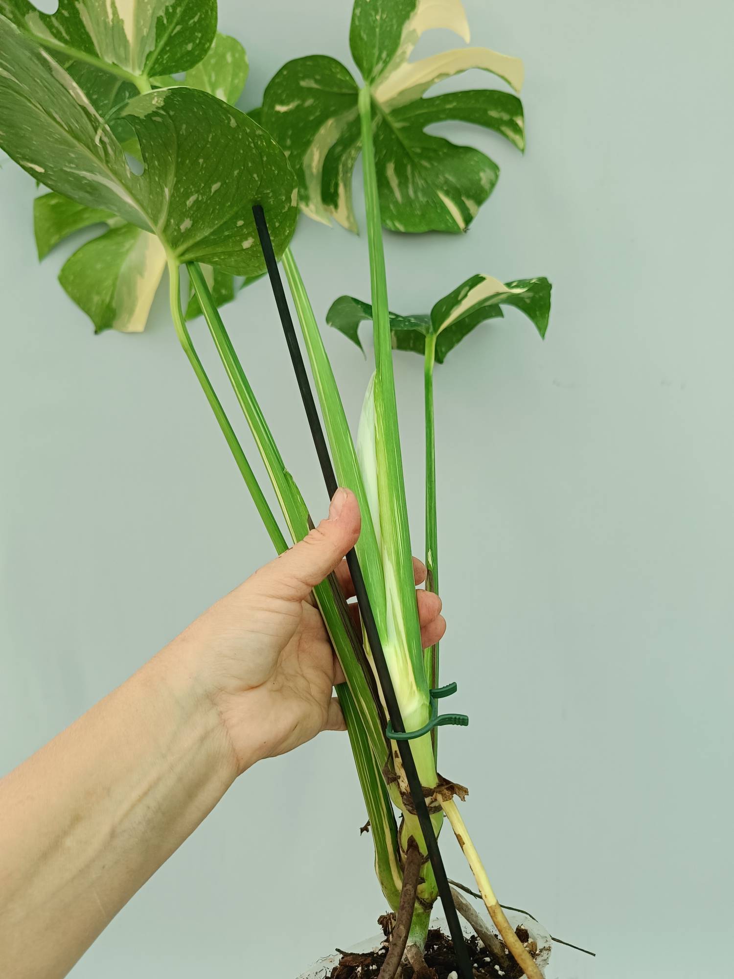 Monstera Thai Constellation