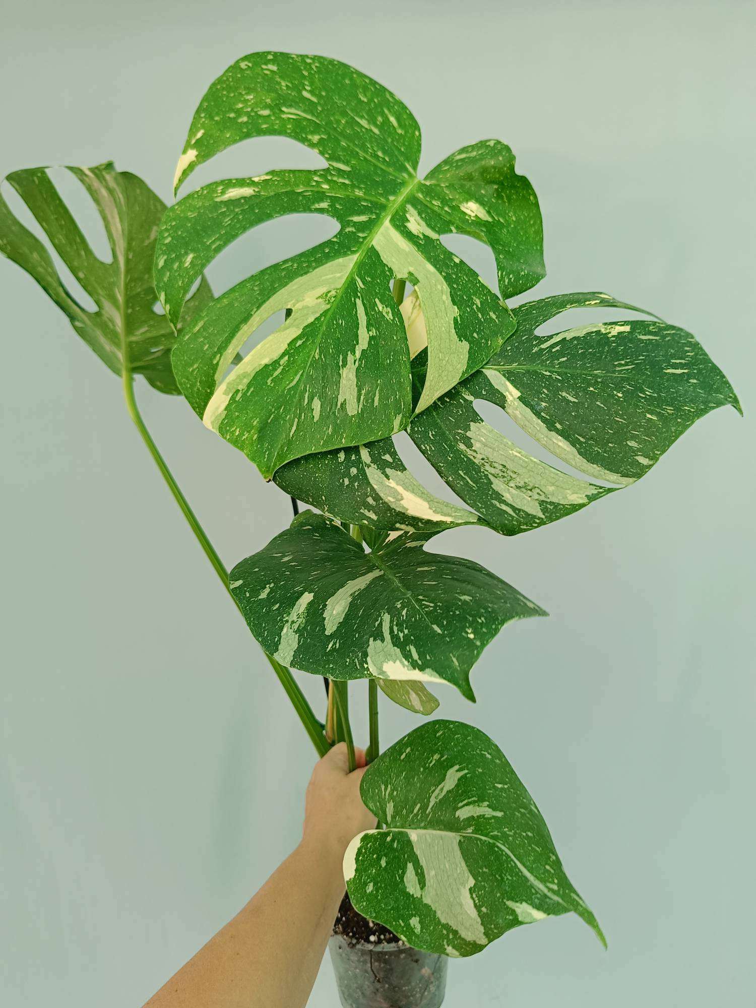 Monstera Thai Constellation
