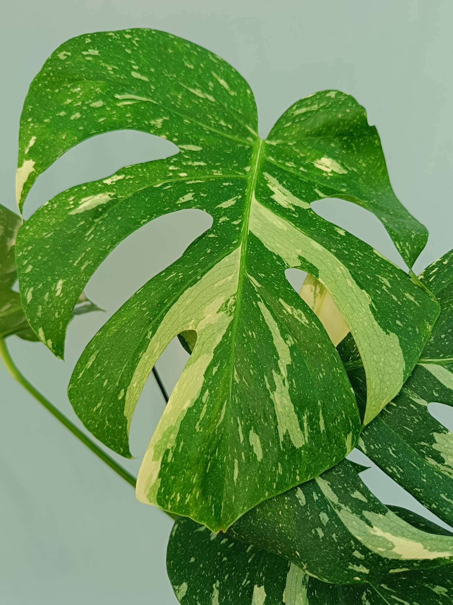 Monstera Thai Constellation