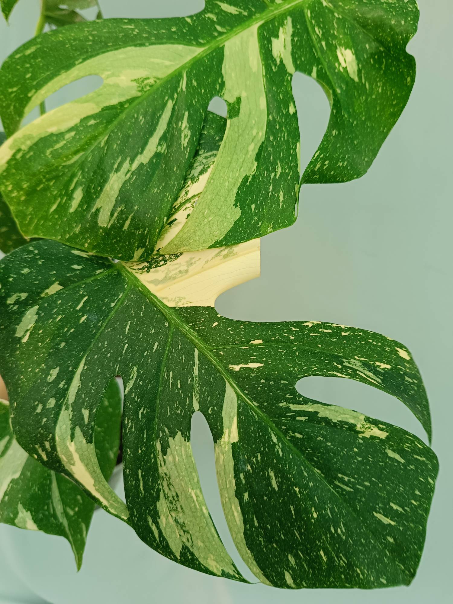 Monstera Thai Constellation