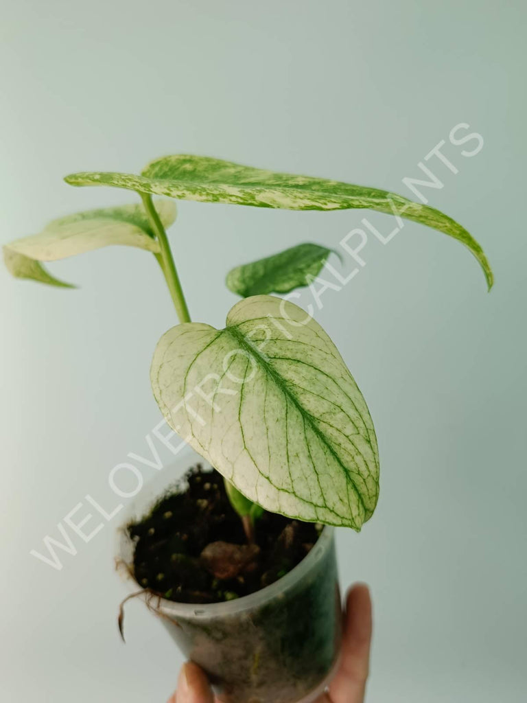 Monstera variegata mint