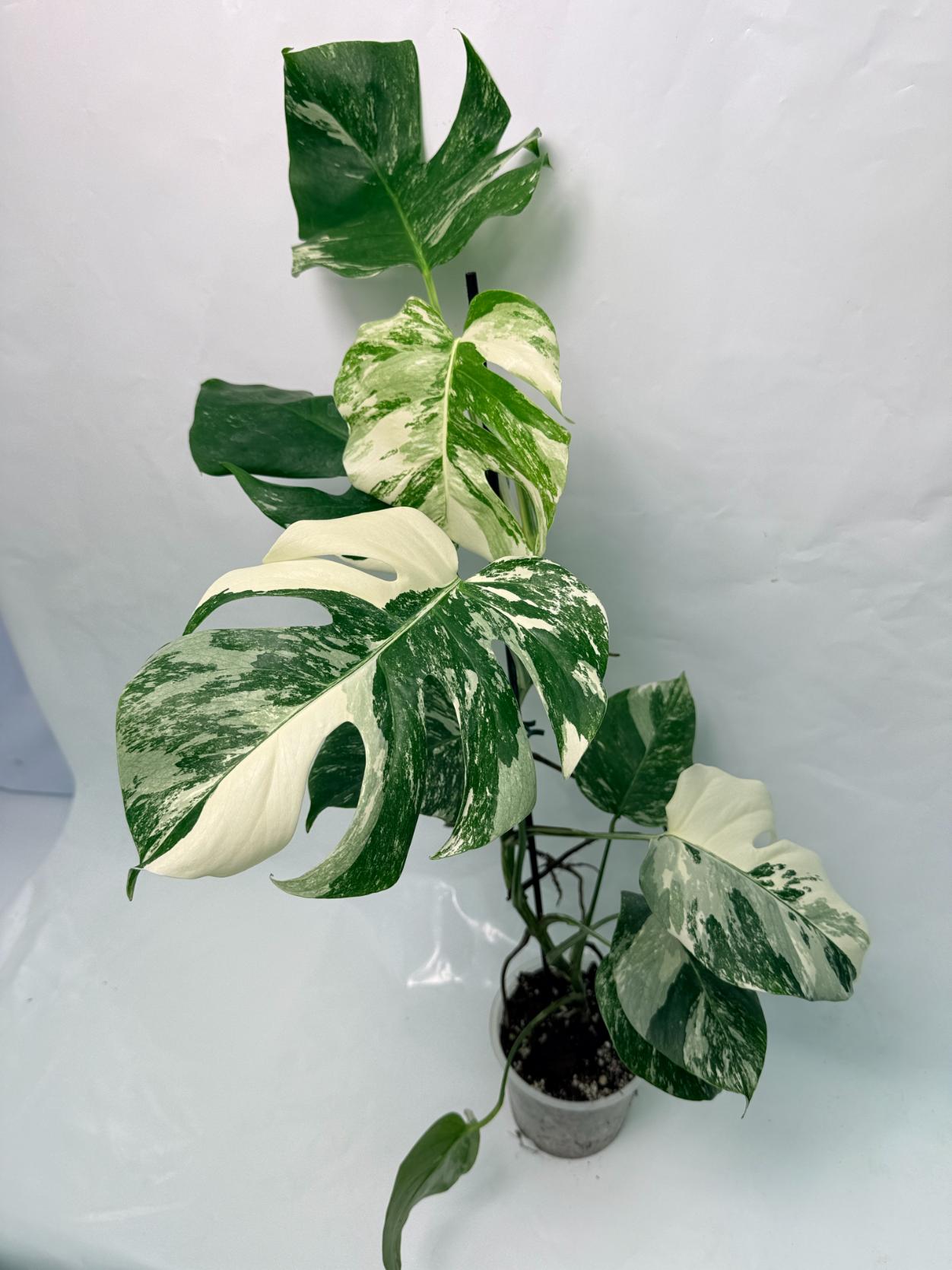 Monstera Deliciosa Albo variegata 