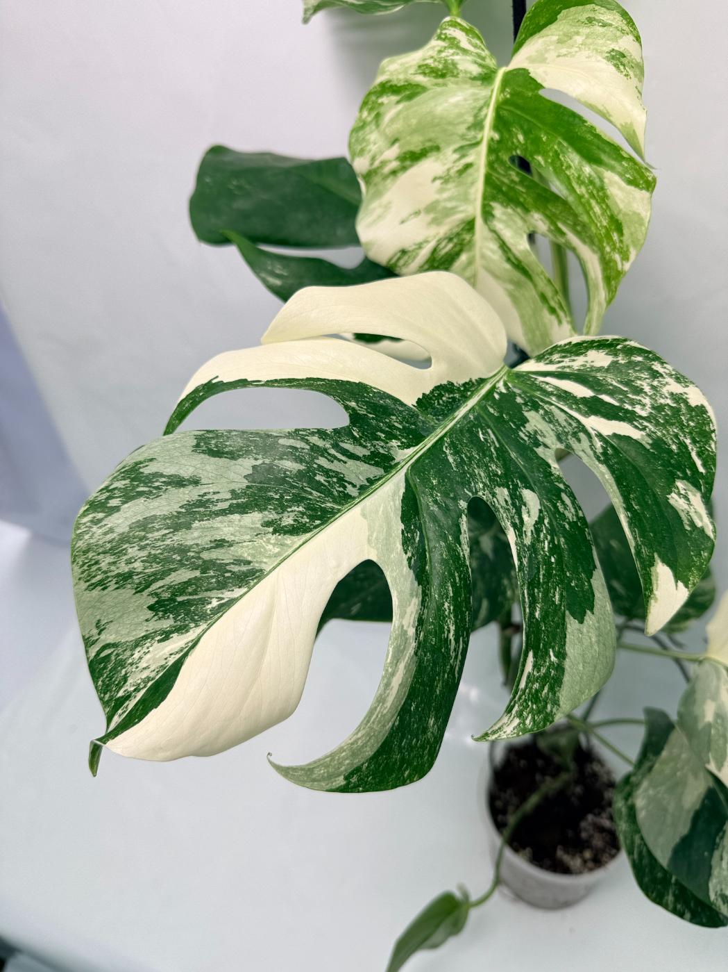 Monstera Deliciosa Albo variegata 