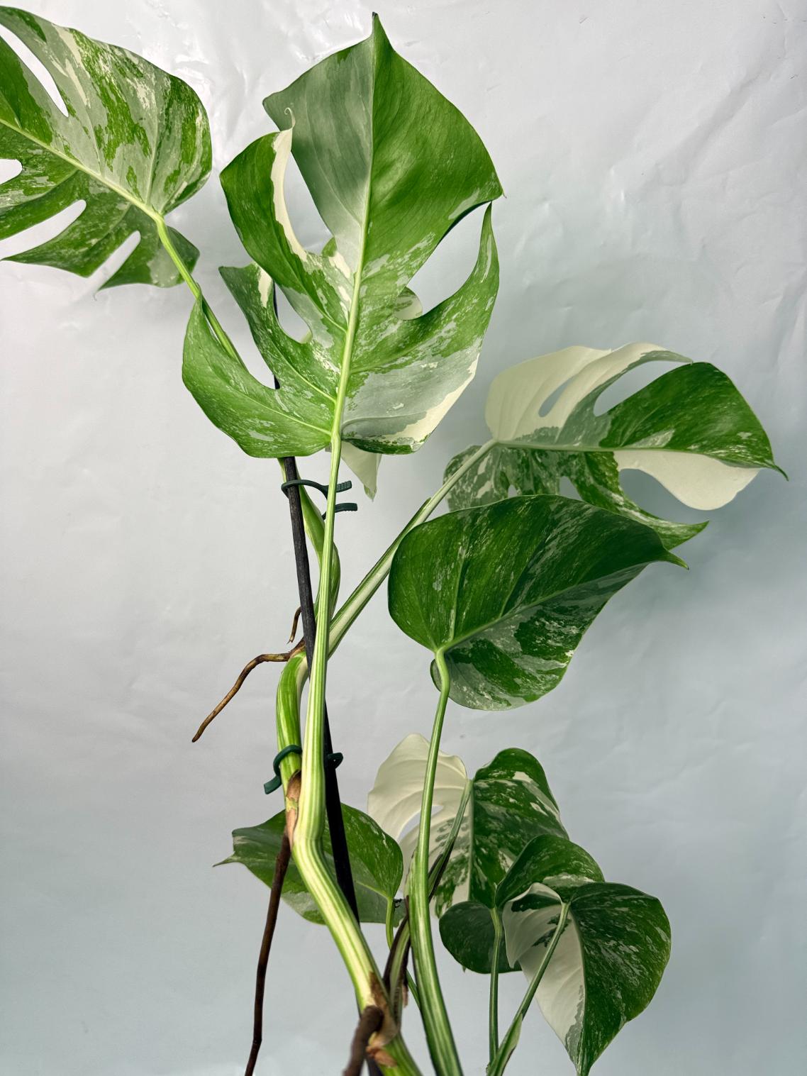 Monstera Deliciosa Albo variegata 