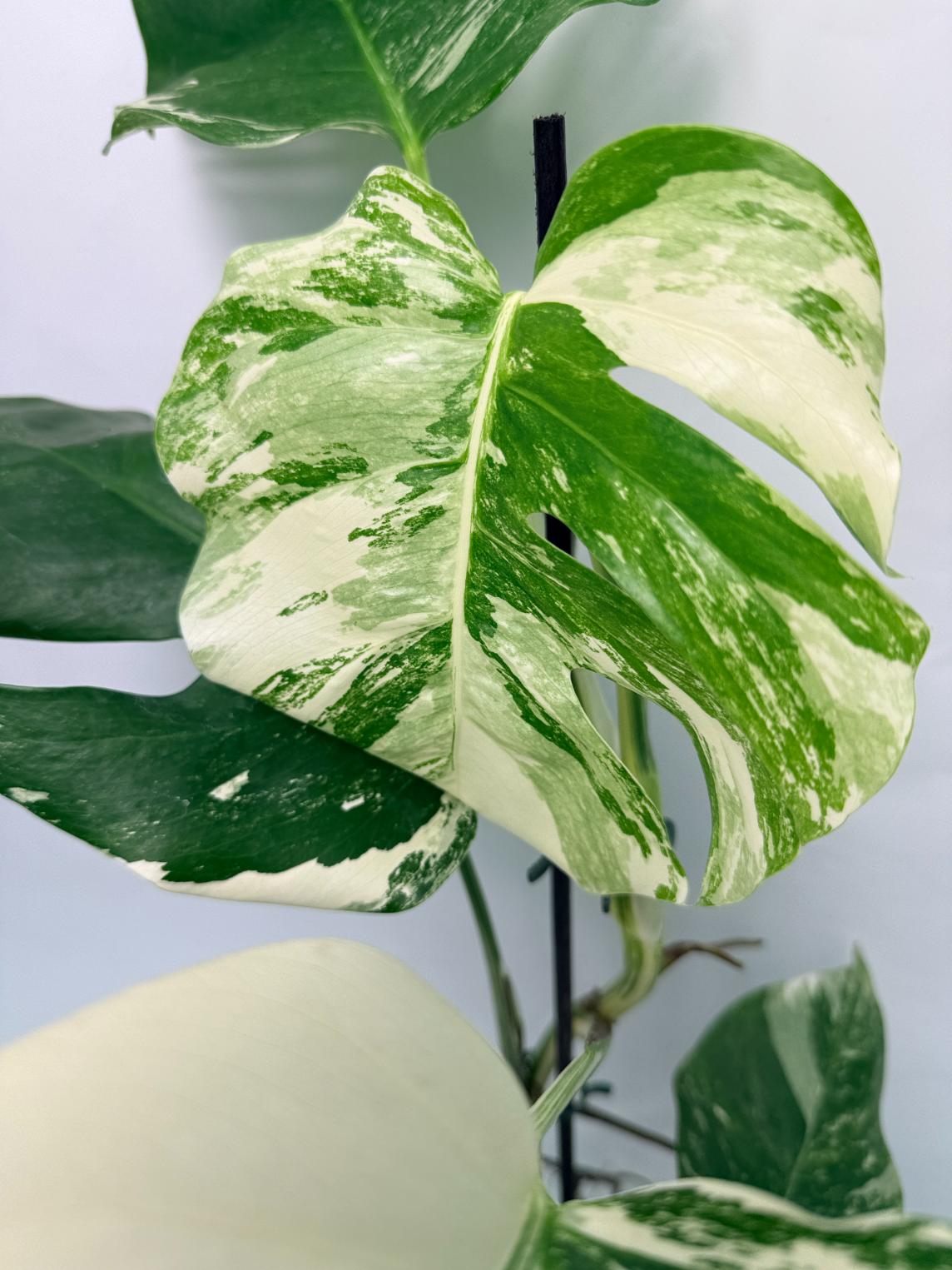Monstera Deliciosa Albo variegata 
