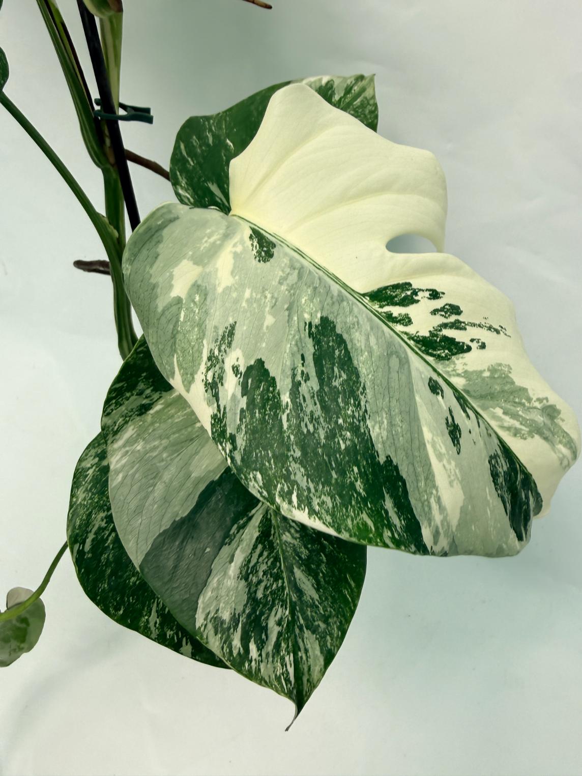 Monstera Deliciosa Albo variegata 