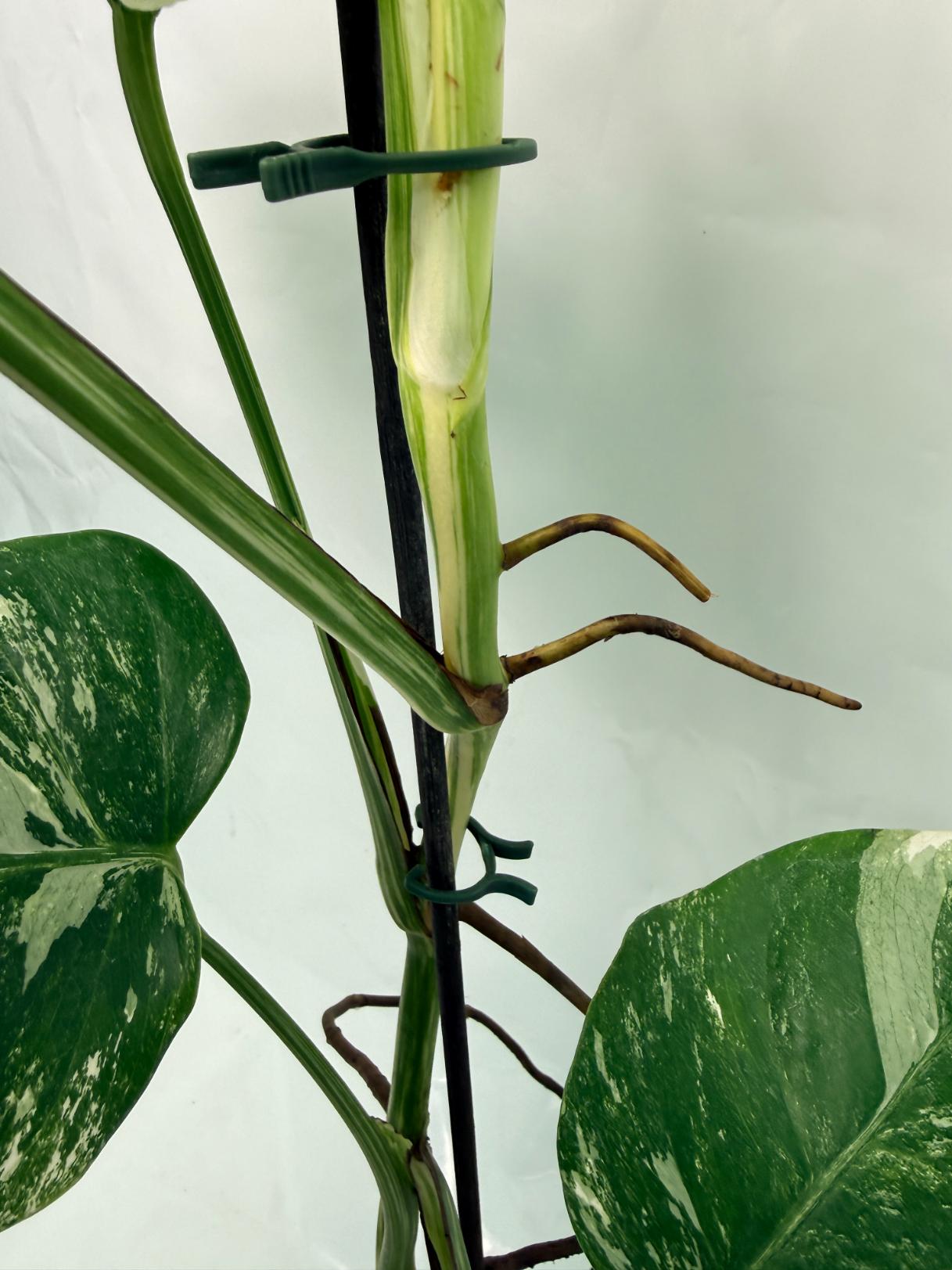 Monstera Deliciosa Albo variegata 