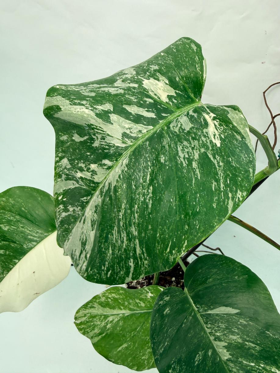 Monstera Deliciosa Albo variegata 