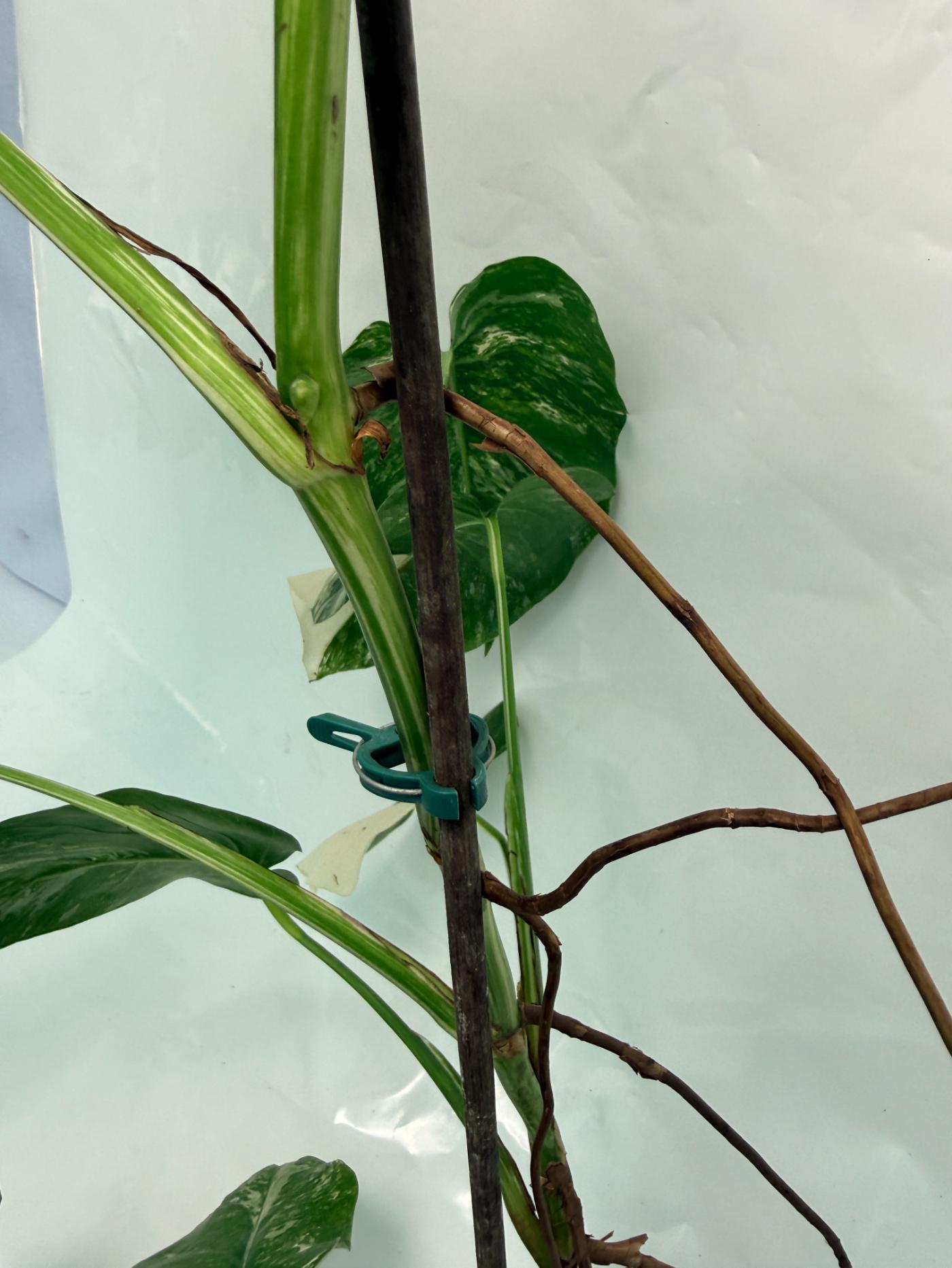 Monstera Deliciosa Albo variegata 