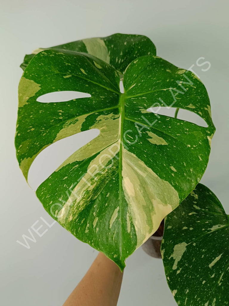 Monstera thai constellation