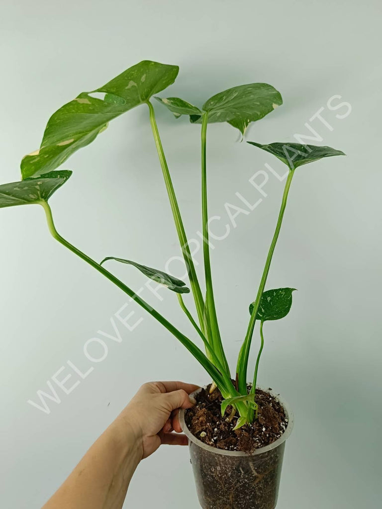 Monstera thai constellation