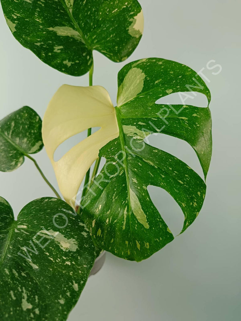 Monstera thai constellation