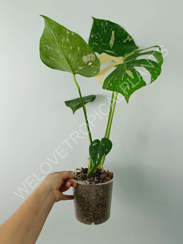 Monstera thai constellation