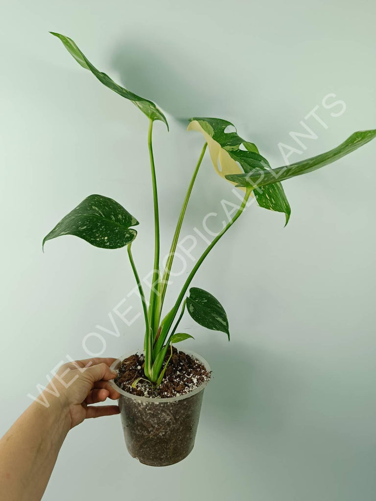 Monstera thai constellation