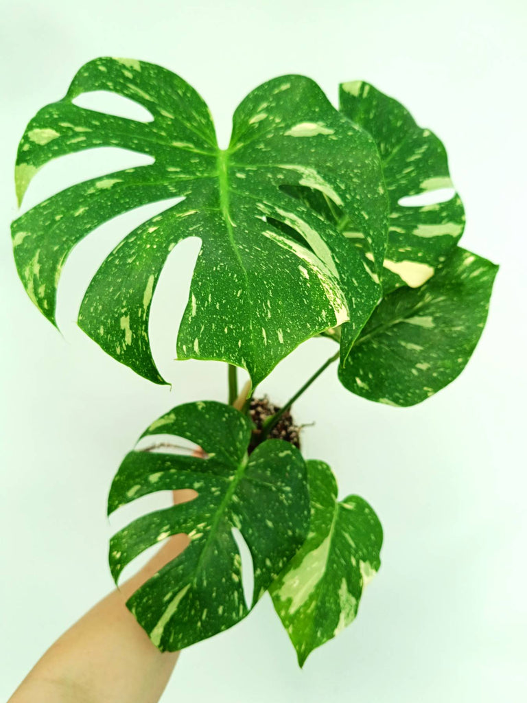 Monstera thai constellation