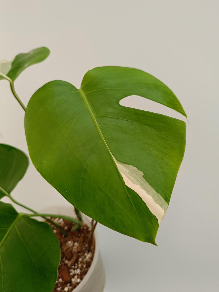 Monstera deliciosa variegata albo