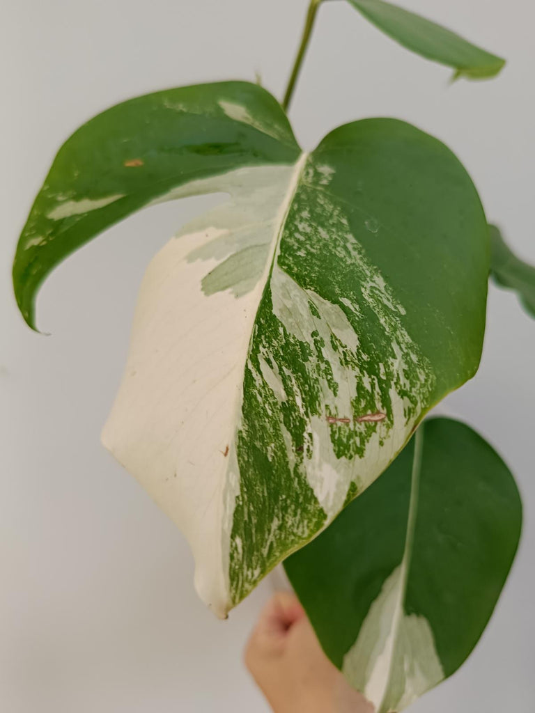 Monstera deliciosa variegata albo