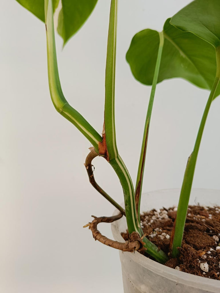 Monstera deliciosa variegata albo