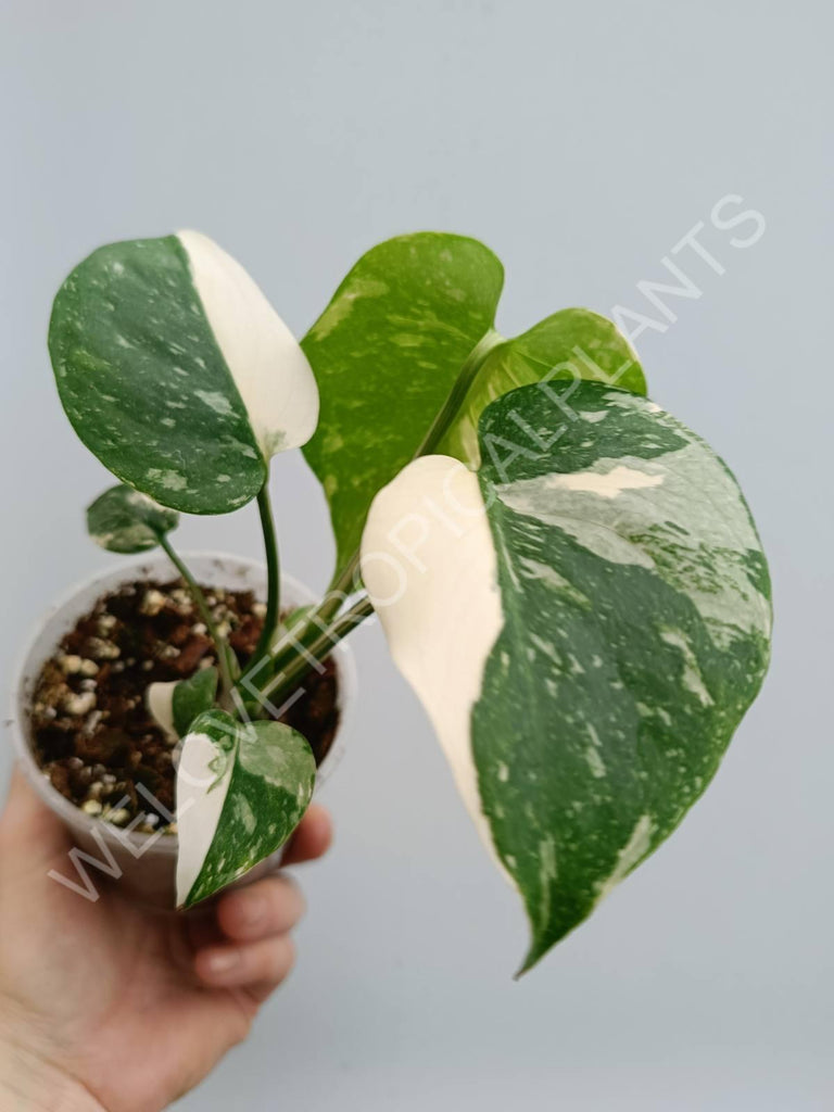 Monstera thai constellation