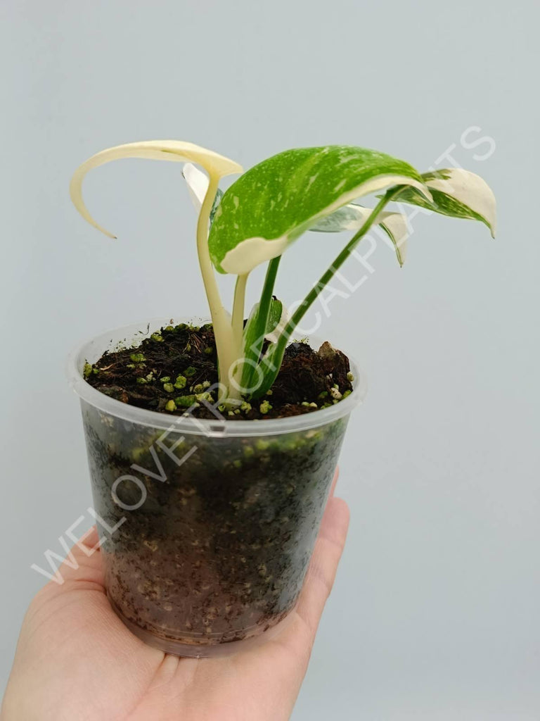 Monstera thai constellation