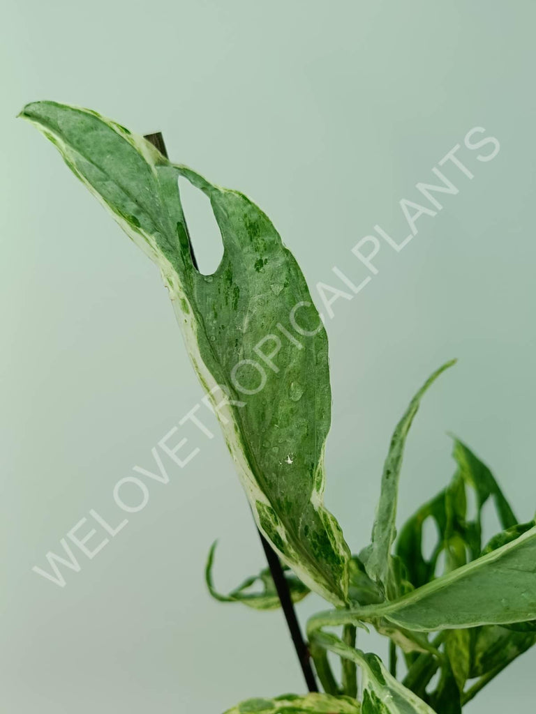 Monstera adansonii variegata mint