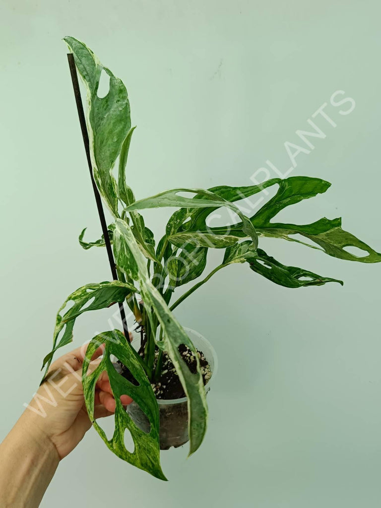 Monstera adansonii variegata mint