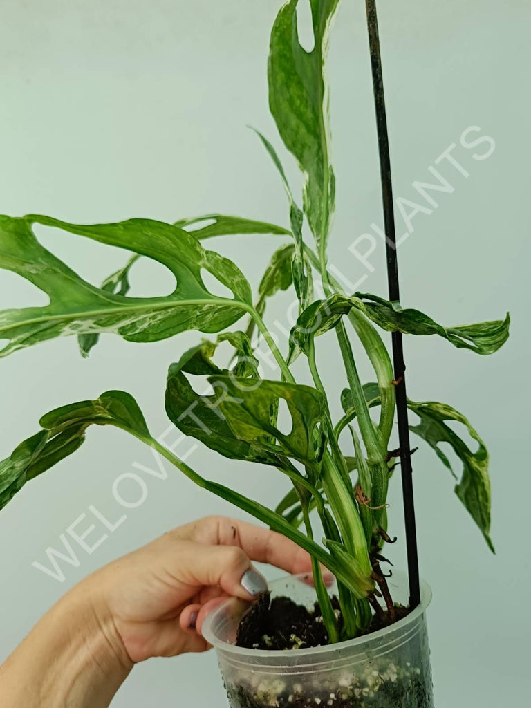 Monstera adansonii variegata mint