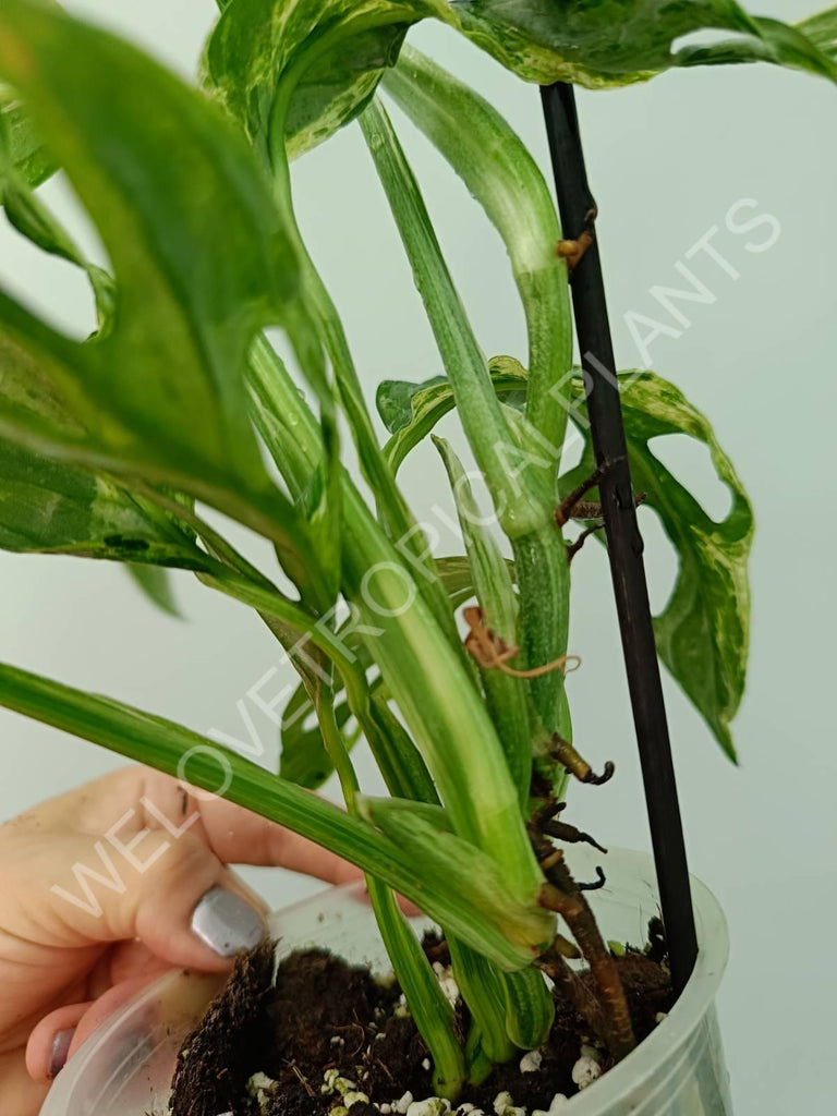 Monstera adansonii variegata mint